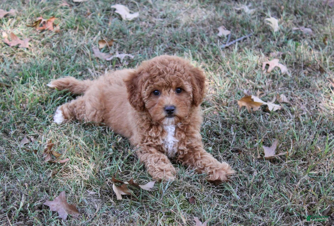 Cavapoo dogs for sale: Pennywhistle - Ad 3