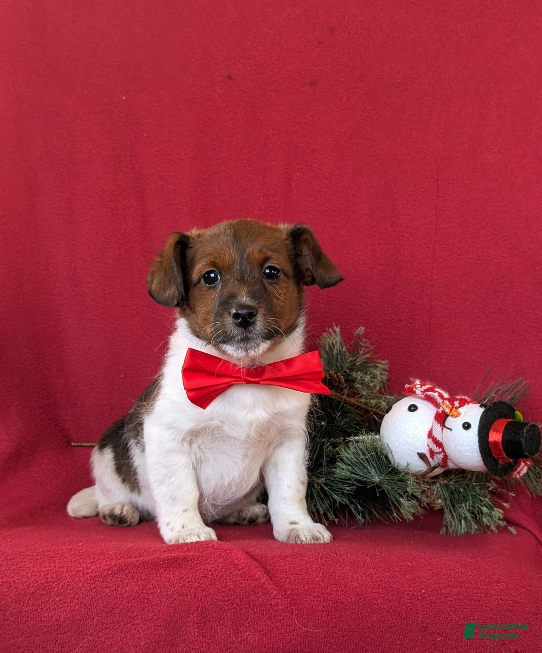 Jackapoo dogs for sale: Baxter - Ad 3