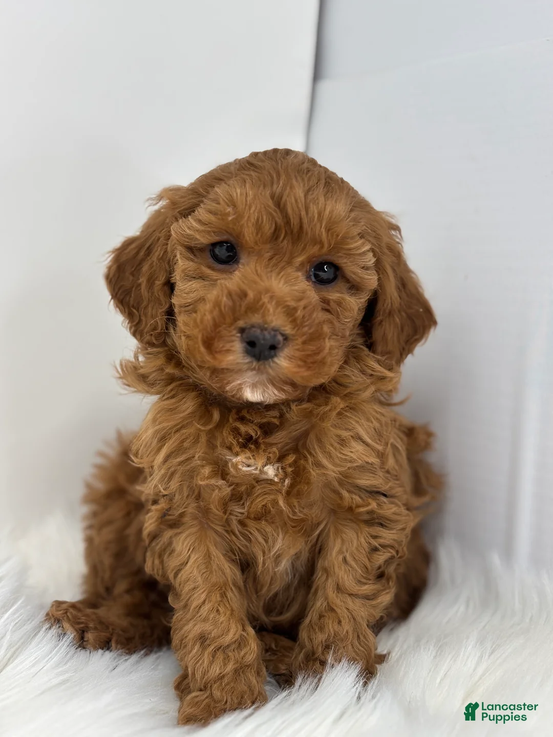 Mini Goldendoodle dogs for sale: Gretchen  - Ad 1