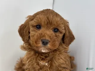 Mini Goldendoodle dogs Gretchen - Ad 2