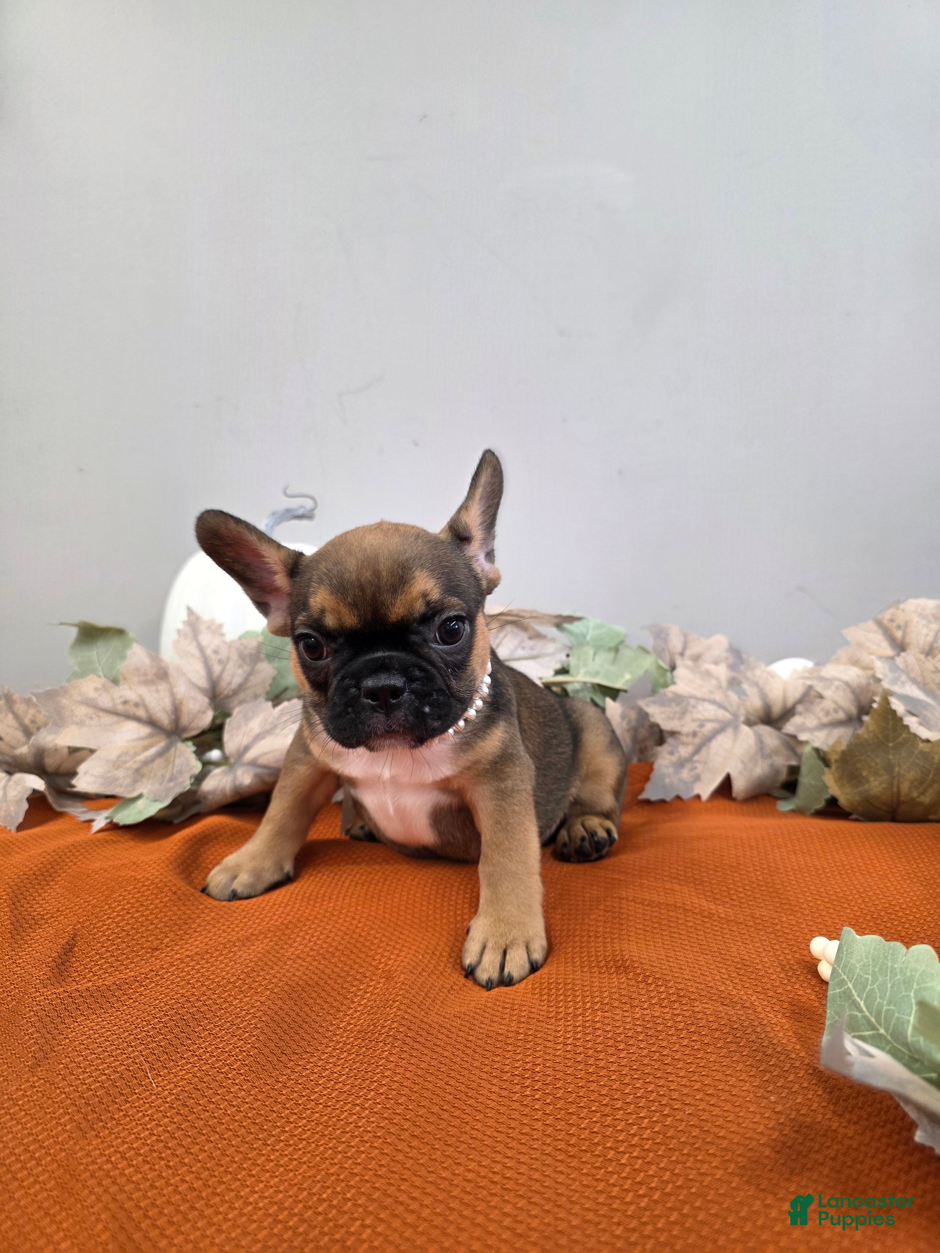 Fawn Pied Red Fawn French Bulldog Puppies For Sale Bulldog Frances