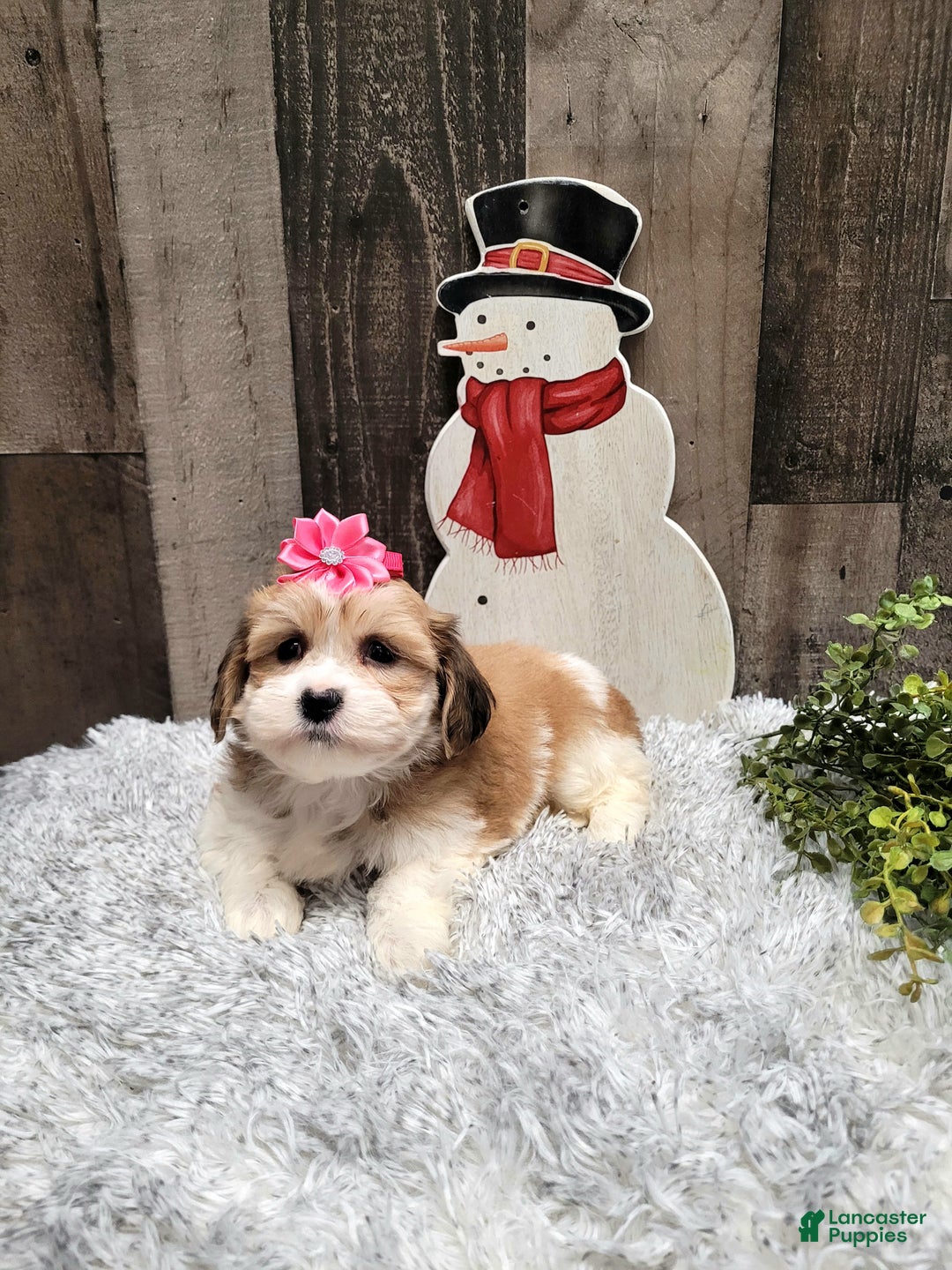 Teddy Bear dogs for sale: Willow - Ad 2