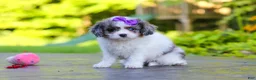 Cavapoo dogs for sale: Katie - Ad 8