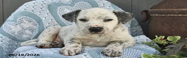 Spotty
