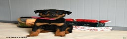 Rottweiler dogs for sale: Maple   - Ad 2