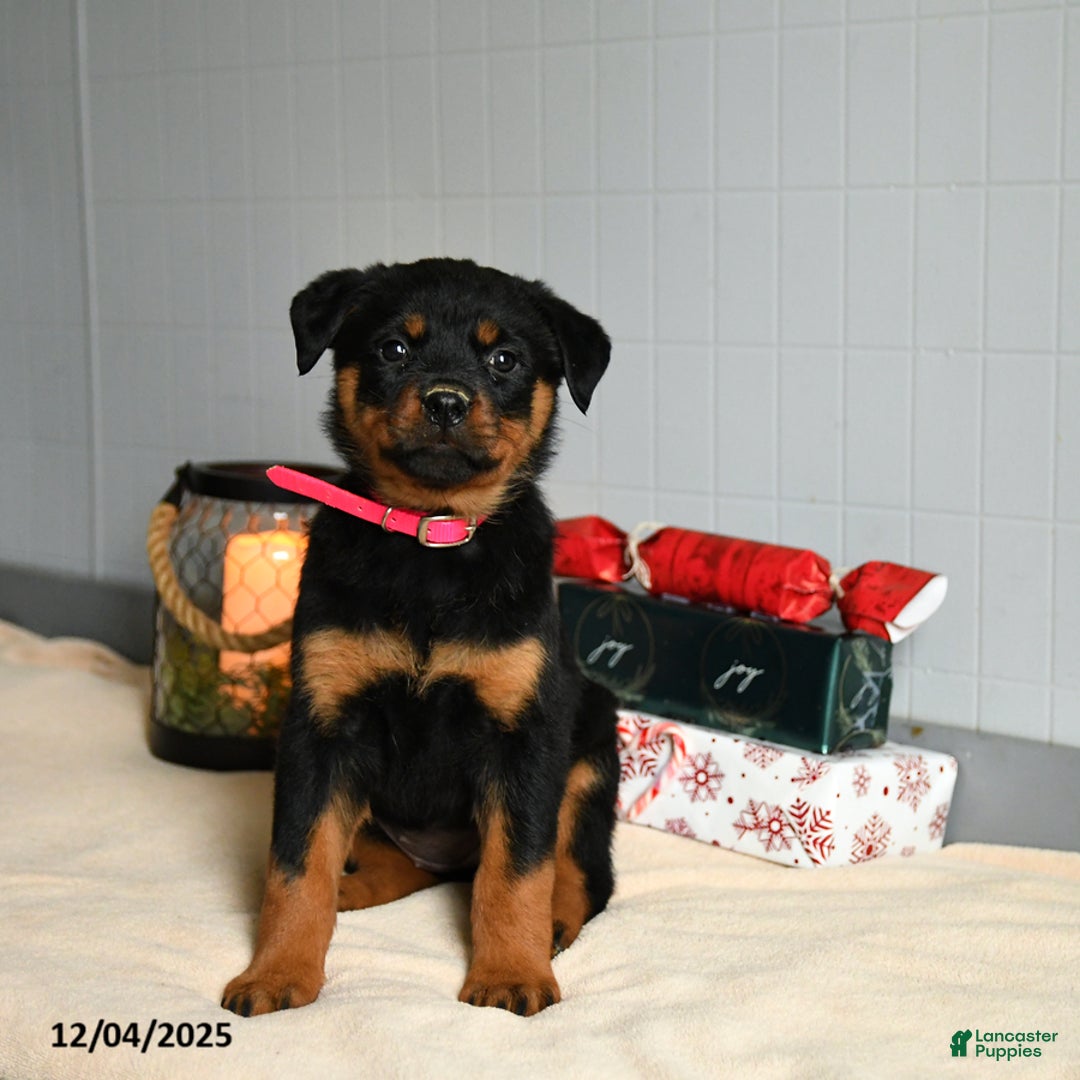 Rottweiler dogs for sale: Maple   - Ad 2