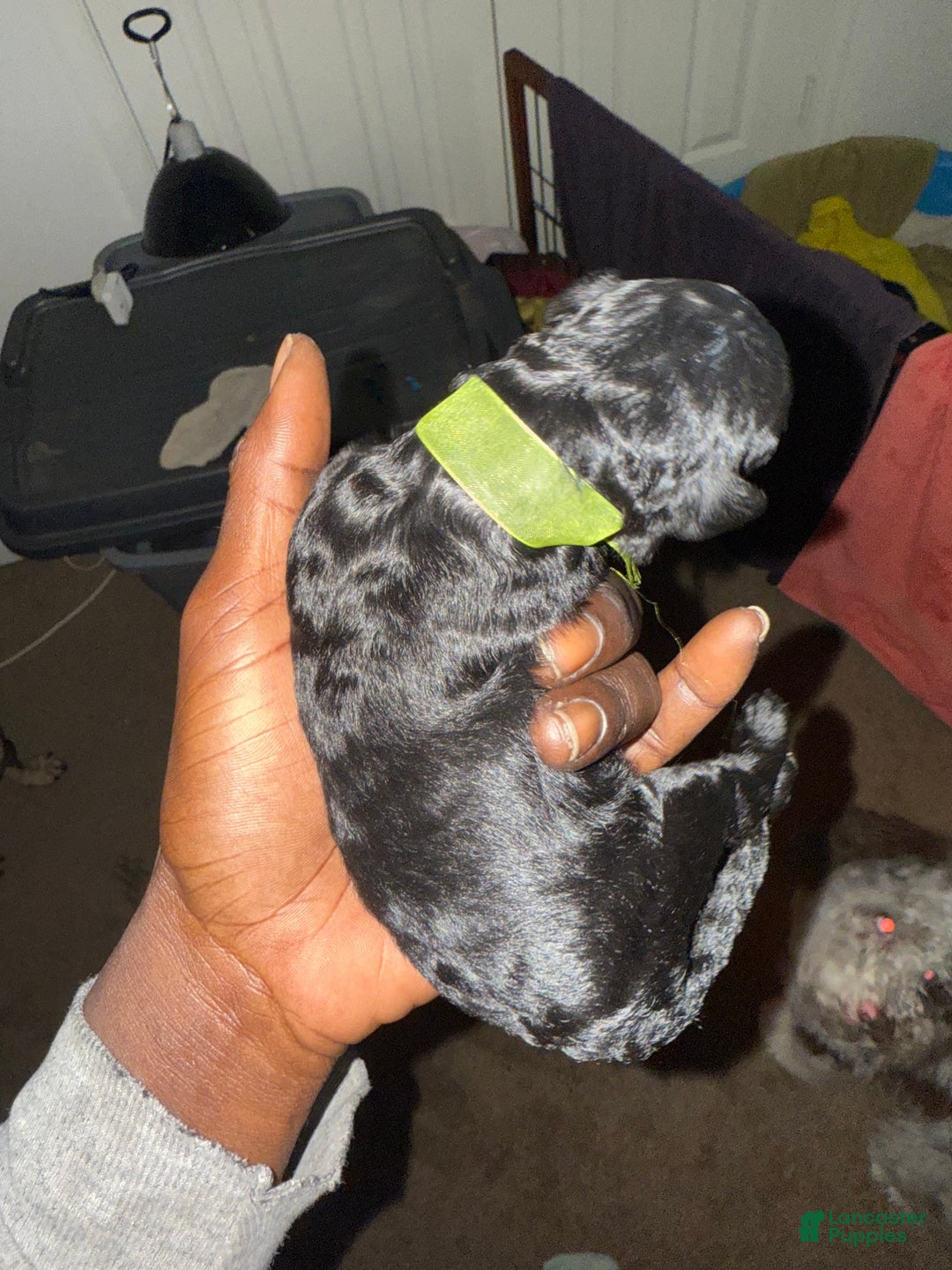 Mini Goldendoodle dogs for sale: Midnite - Ad 2