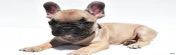 French Bulldog dogs for sale: Patrick  - Ad 5