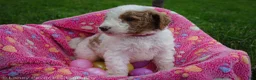 Goldendoodle dogs for sale: Miss Hot Pink - Ad 8