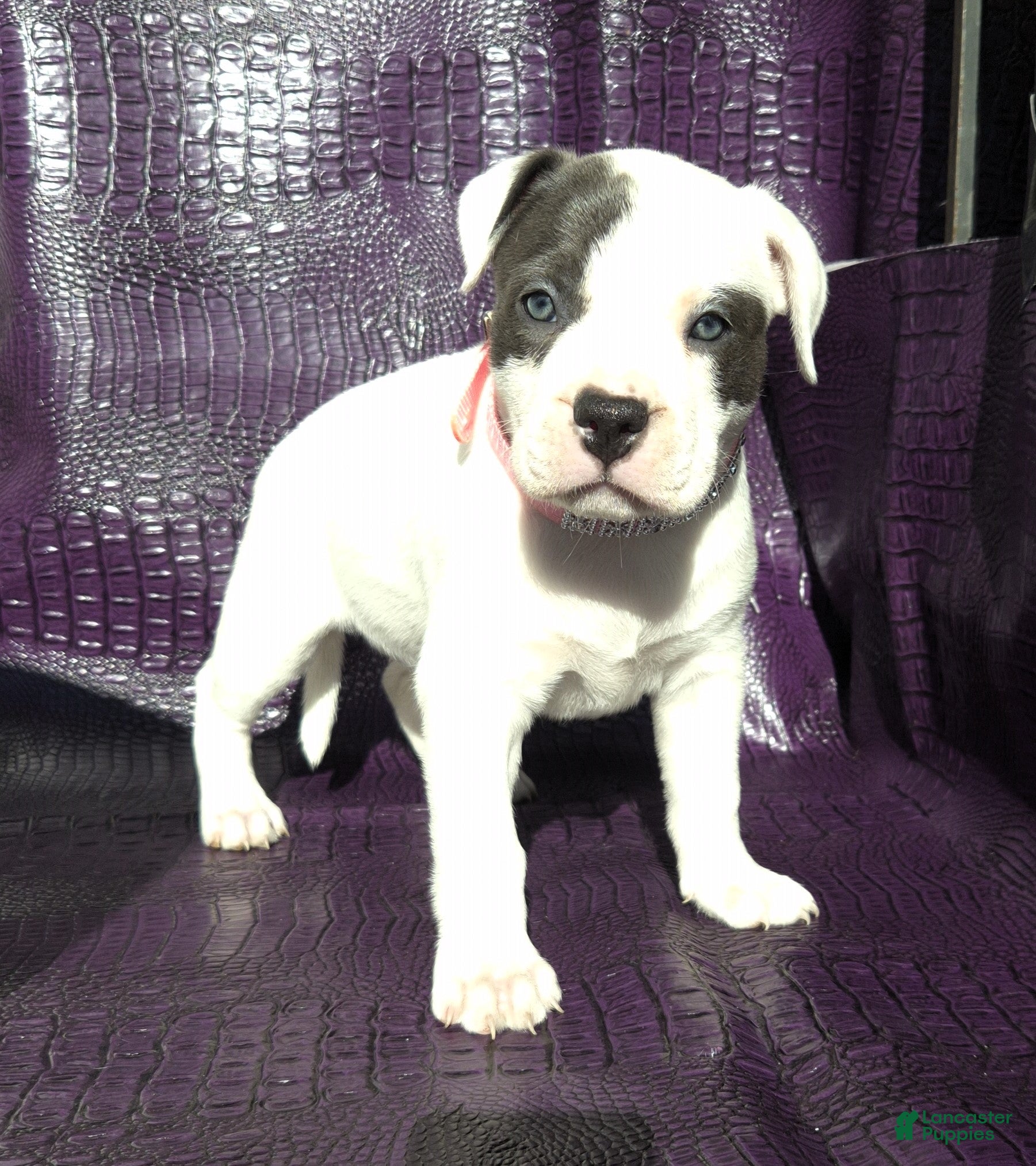 American Bully dogs "SOFIA VERGARA" - Ad 3