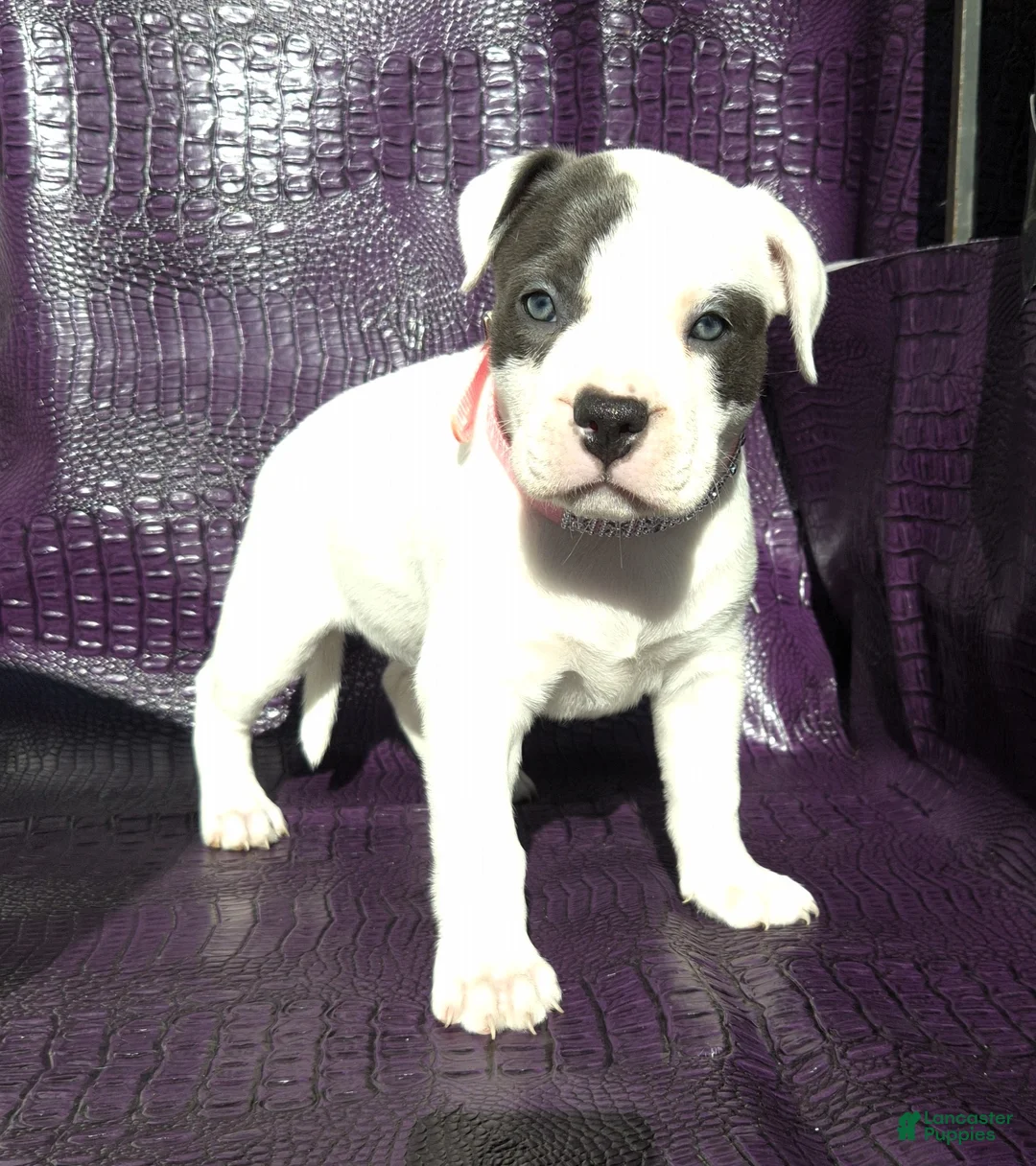 American Bully dogs for sale: "SOFIA VERGARA" - Ad 2