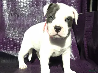 American Bully dogs "SOFIA VERGARA" - Ad 3