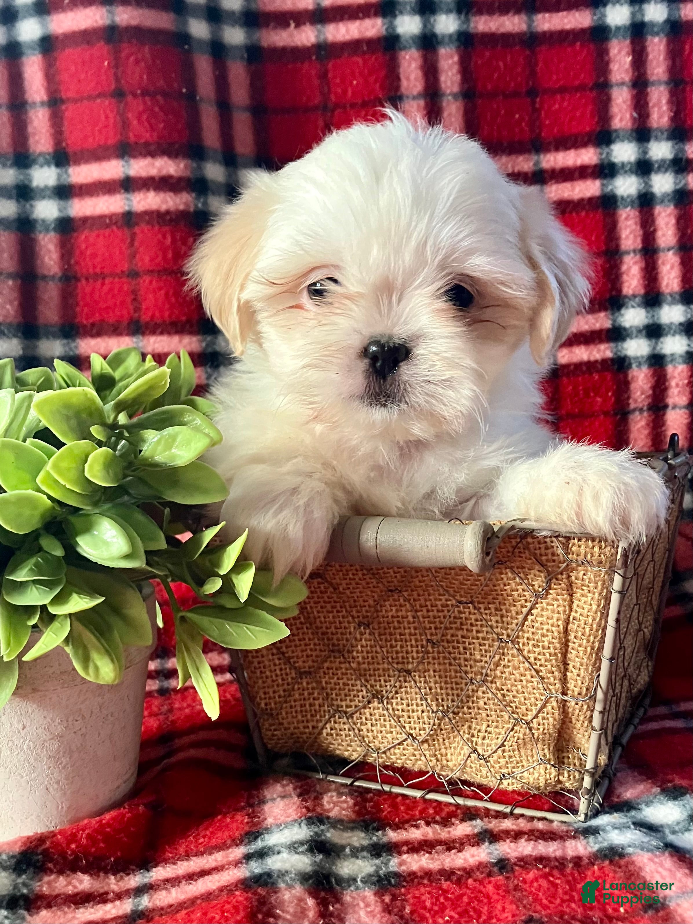 Shih Tzu dogs Luna - Ad 39