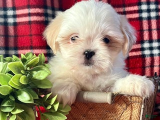 Shih Tzu dogs Luna - Ad 39