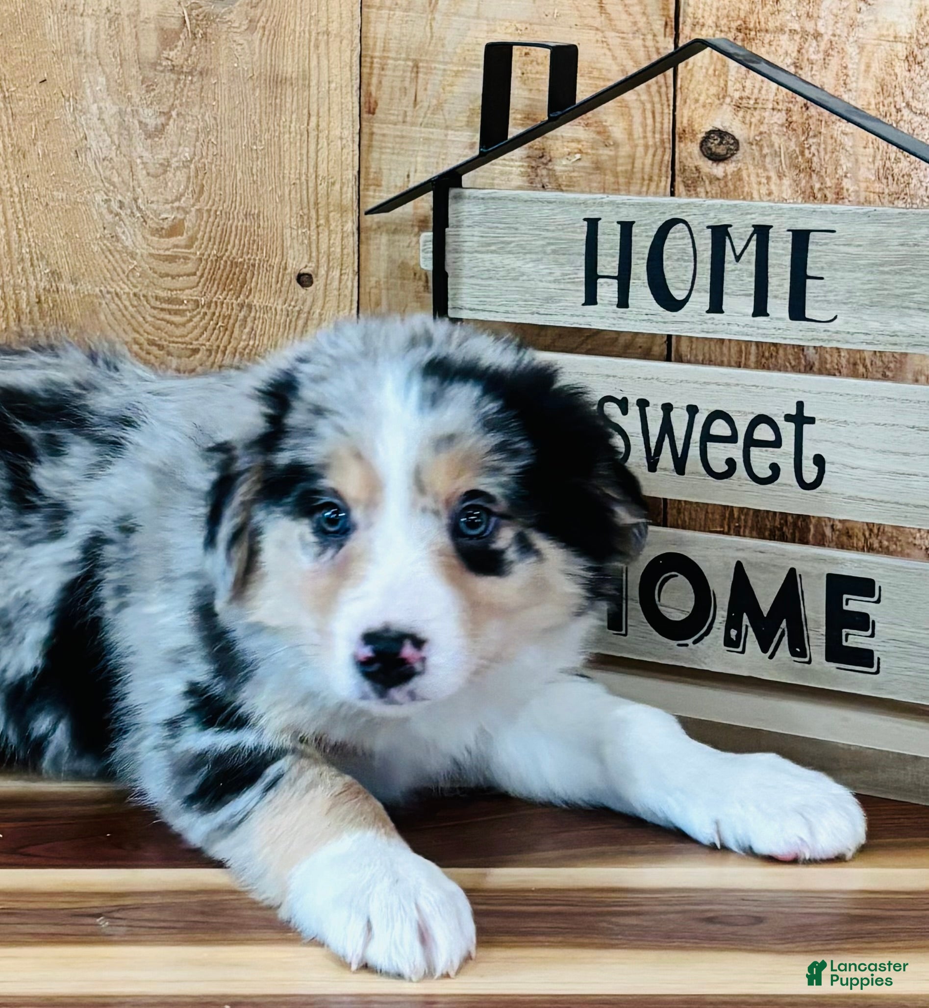 Border Collie dogs Bandit Blue Eyes  - Ad 2