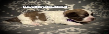 AKC Havanese Molly's Purple Collar Male