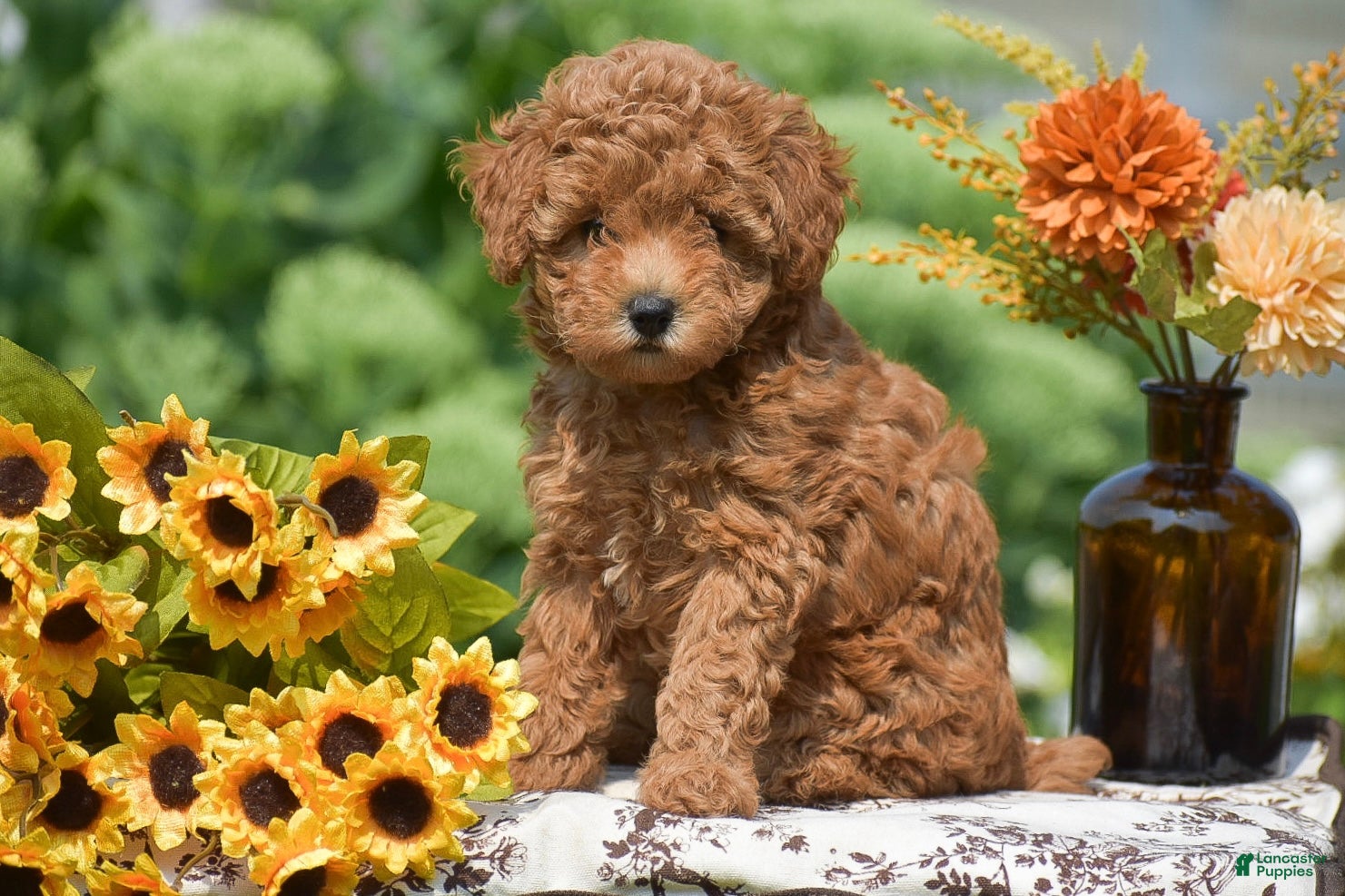 Toy Poodle dogs Barrett - Ad 2