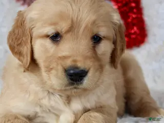 Golden Retriever dogs Golden Retriever Puppy Female 1 - Ad 1