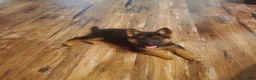 German Shepherd dogs for sale: Blue Male - Ad 3