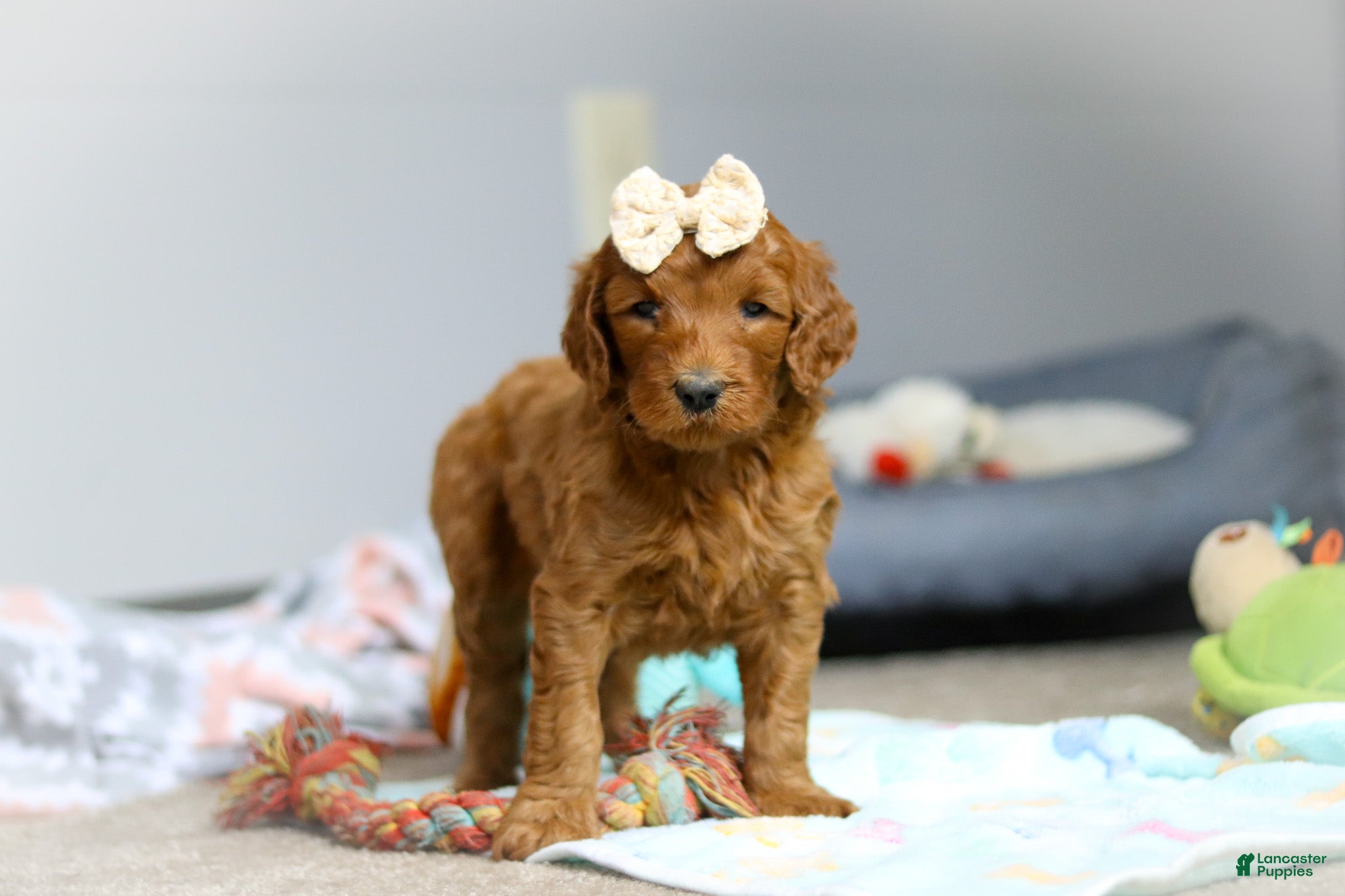 Goldendoodle dogs Pearl F1b - Ad 1