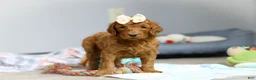 Goldendoodle dogs for sale: Pearl F1b - Ad 1