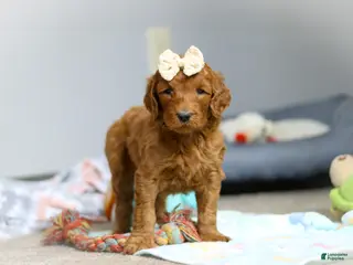 Goldendoodle dogs for sale: Pearl F1b - Ad 4