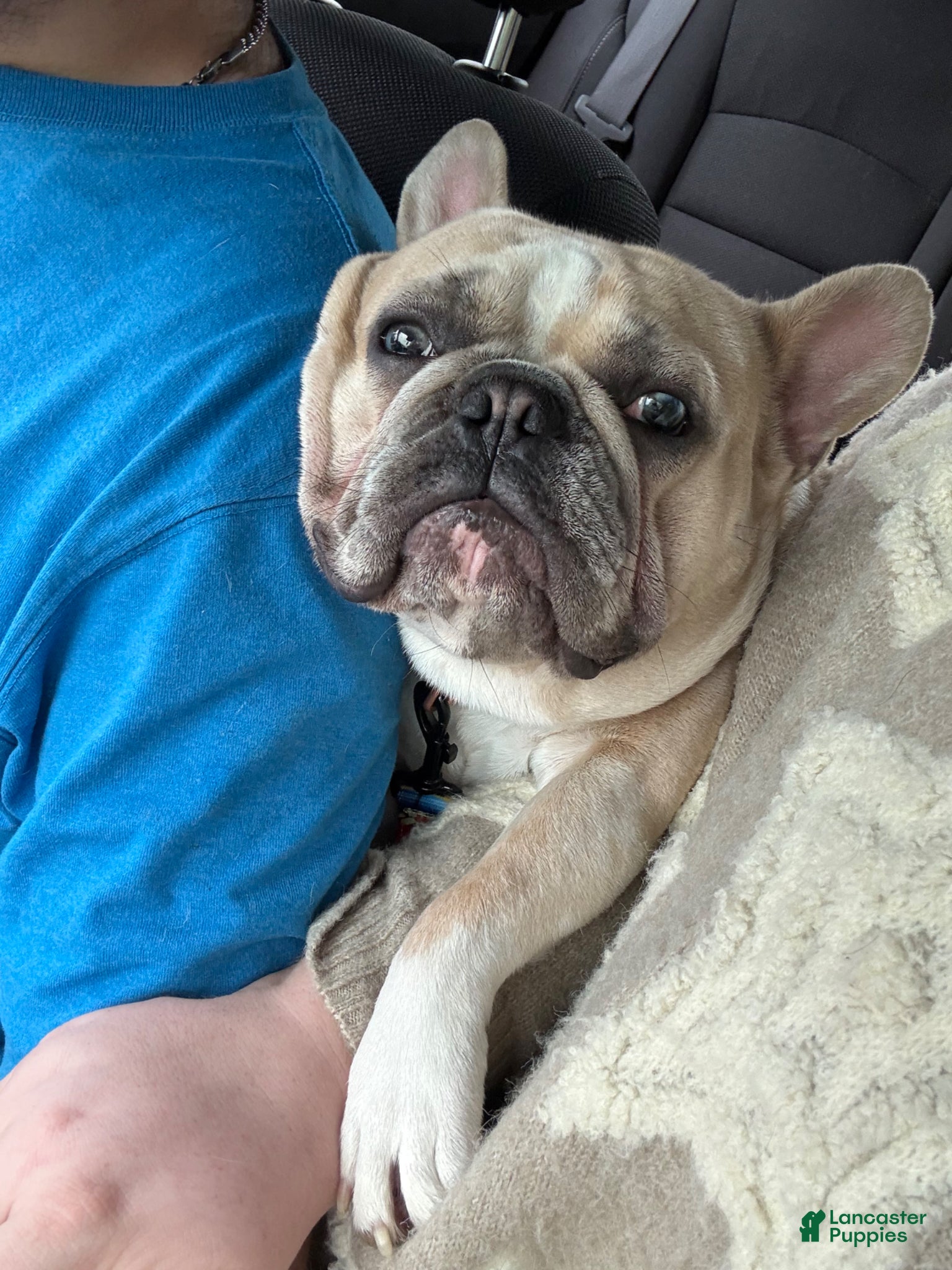 French Bulldog dogs georgie  - Ad 21