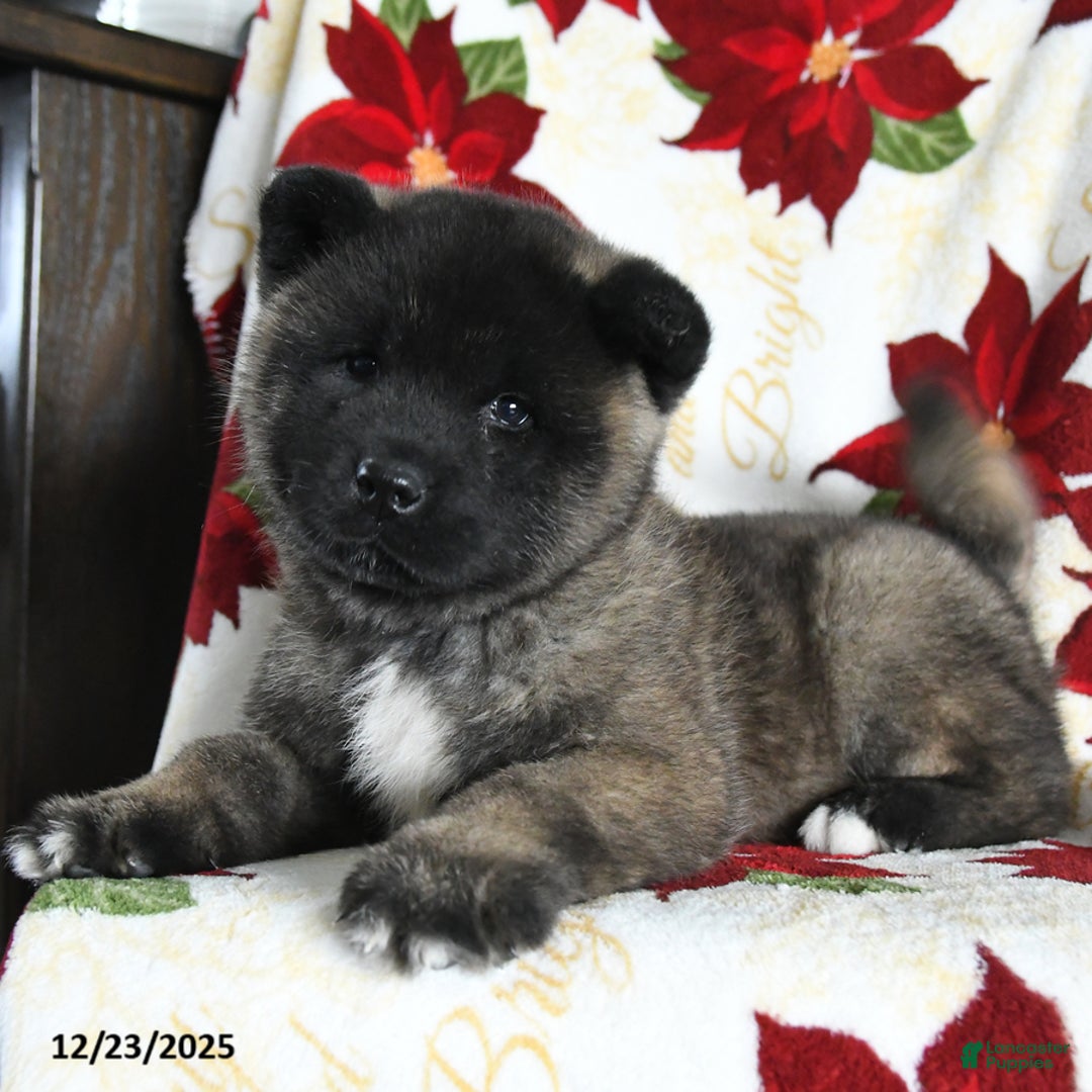 Akita dogs for sale: Nova - Ad 3
