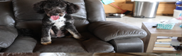 Mini Aussiedoodle dogs for sale: Rocket - Ad 4