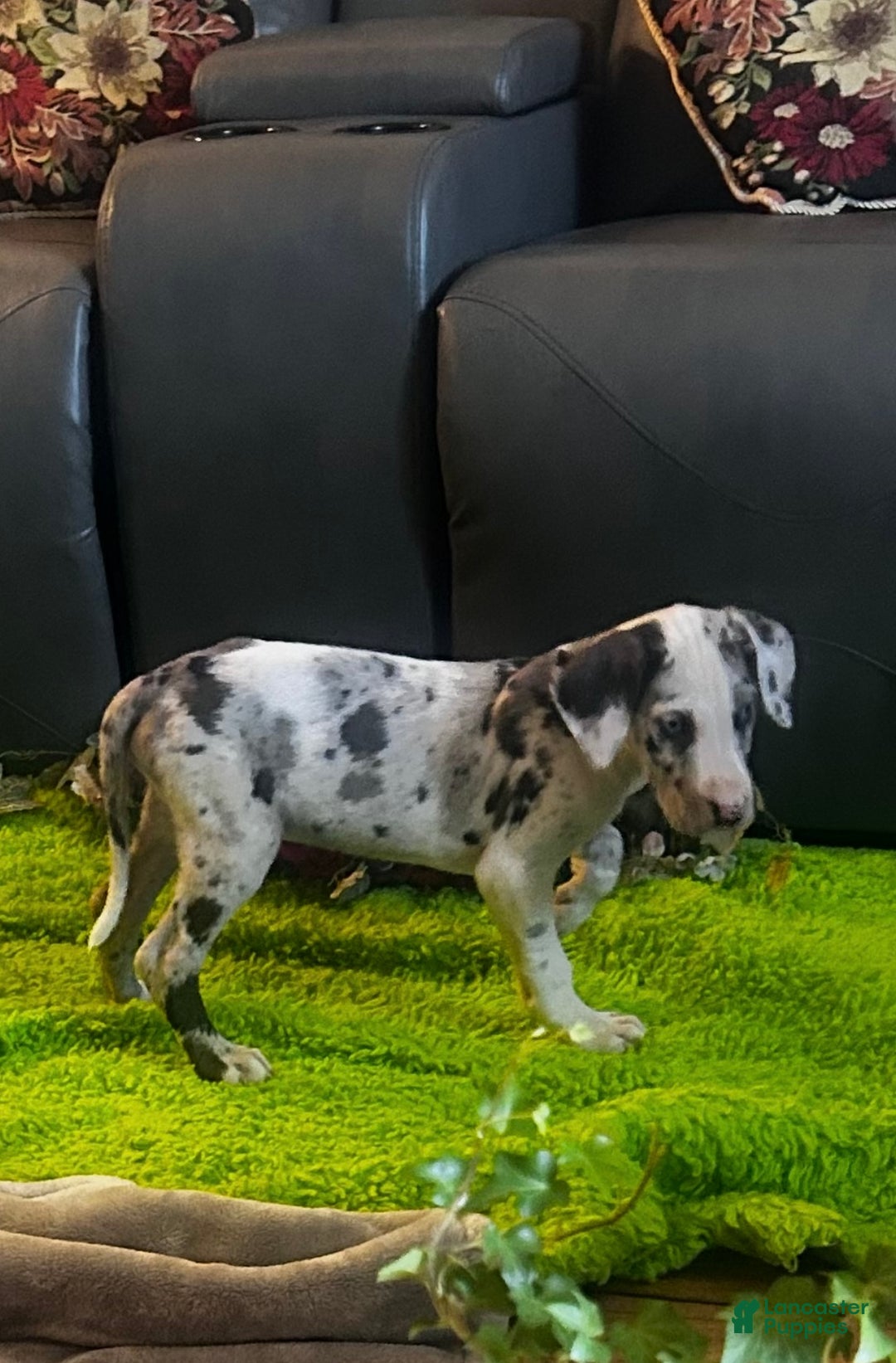 Great Dane dogs for sale: Asher - Ad 2