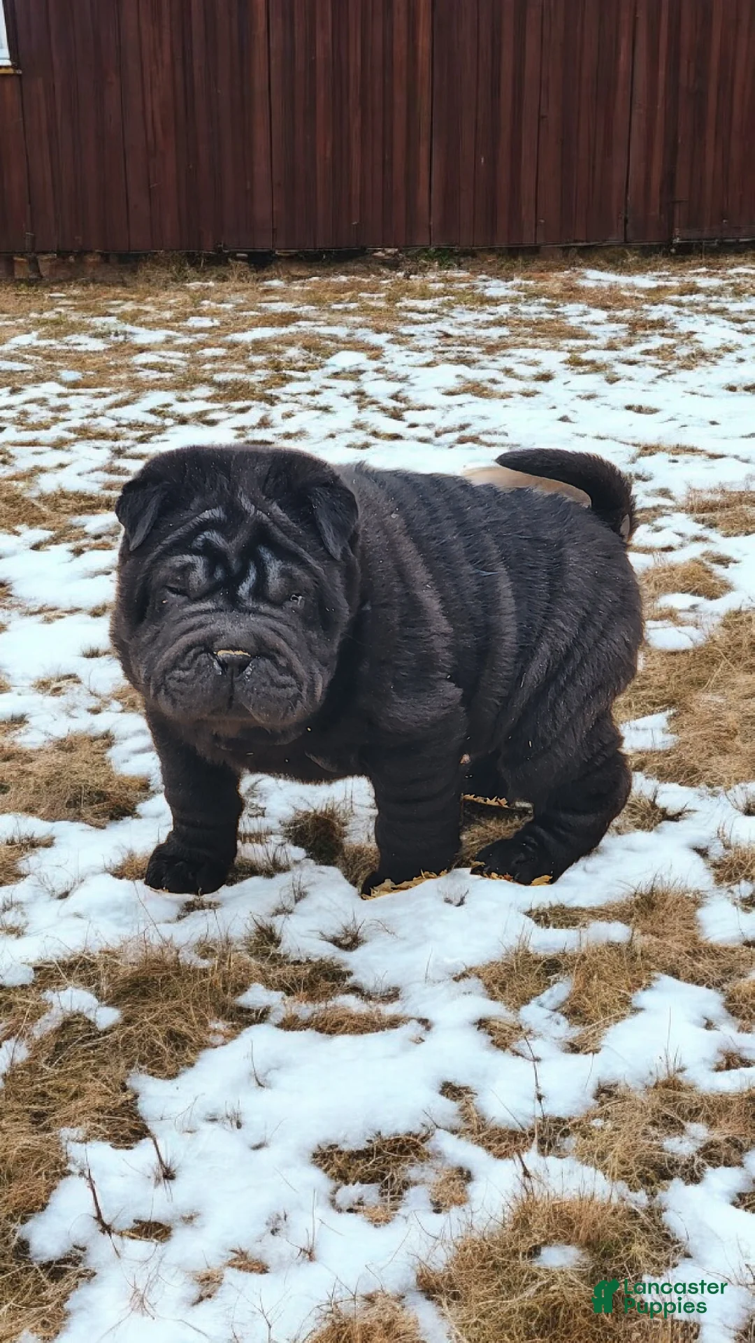 Shar Pei dogs for sale: Raven mini  - Ad 27