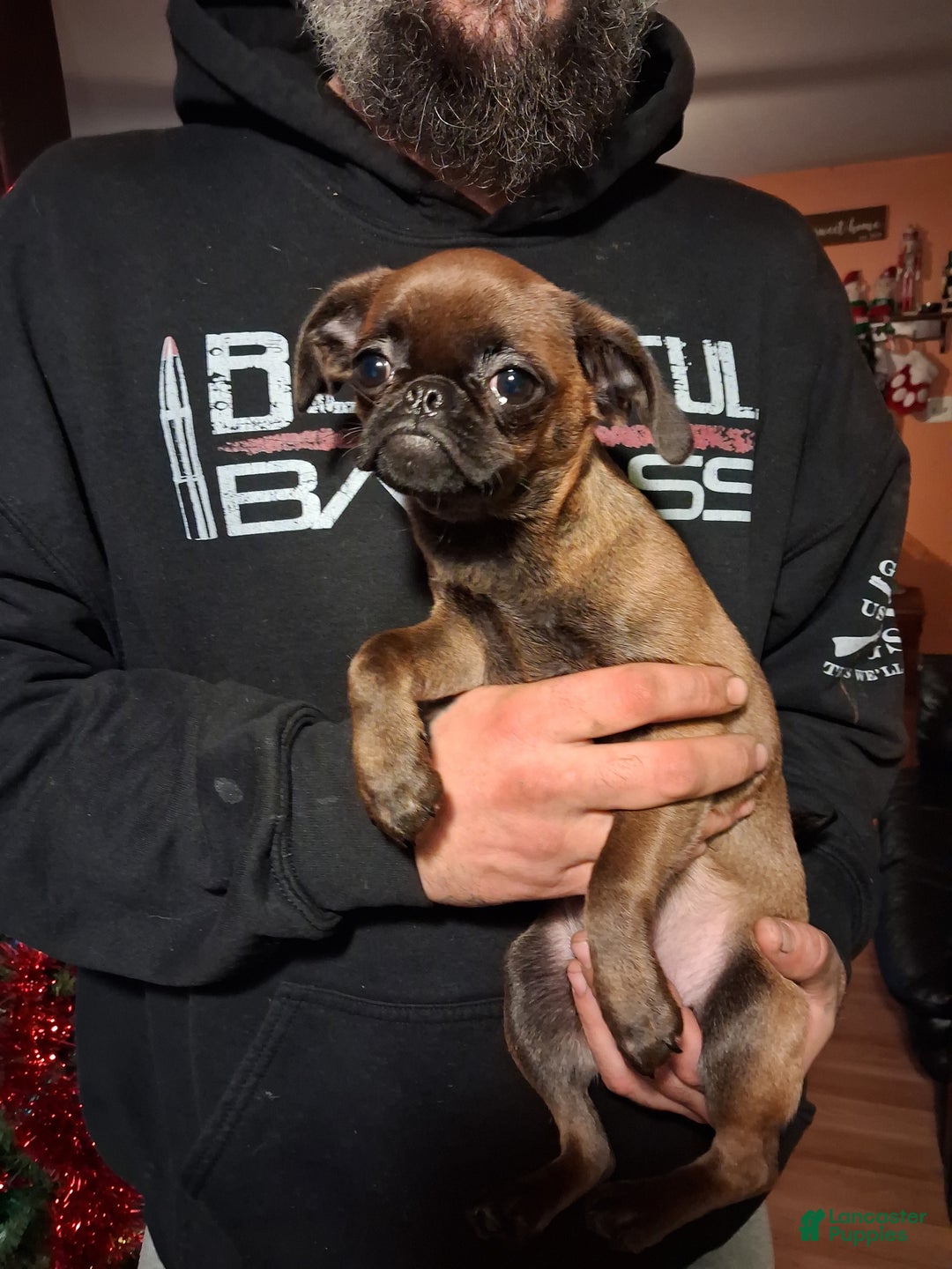 Mixed Breed dogs for sale: Coco - Ad 6