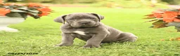 Cane Corso dogs for sale: Darcy - Ad 1
