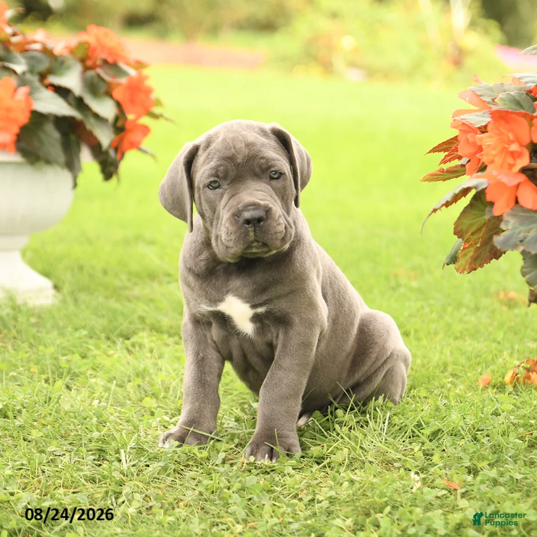 Cane Corso dogs for sale: Darcy - Ad 1