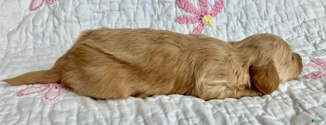 Miniature Dachshund dogs for sale: Mr. Spaghetti Noodle of Fettuccine Villa - Ad 8