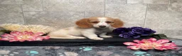 Miniature Dachshund dogs for sale: Skipper - Ad 3