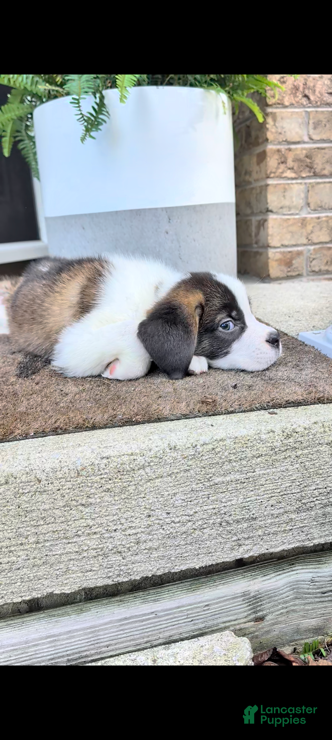 Saint Bernard dogs Boe - Ad 2