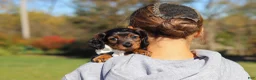 Miniature Dachshund dogs for sale: Frank - Ad 10