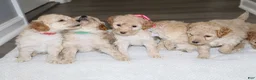 Miniature Poodle dogs for sale: Miniature Poodle Puppy 3 - Ad 8