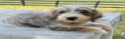 Bernedoodle dogs for sale: Vickie - Ad 6