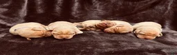 Labrador Retriever dogs for sale: #1 Female aka first born pup  - Ad 8