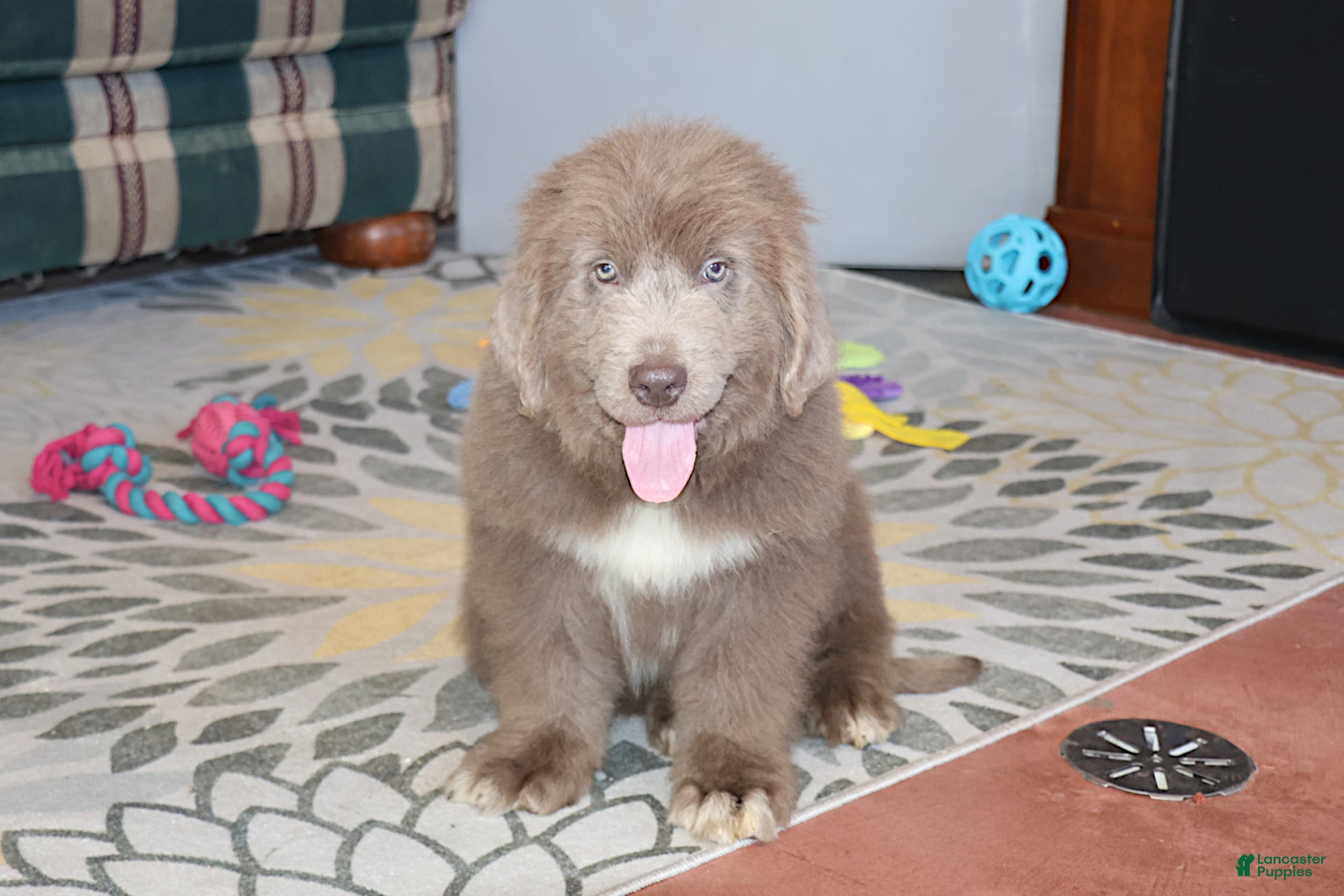 Newfoundland dogs Mistral - Ad 1