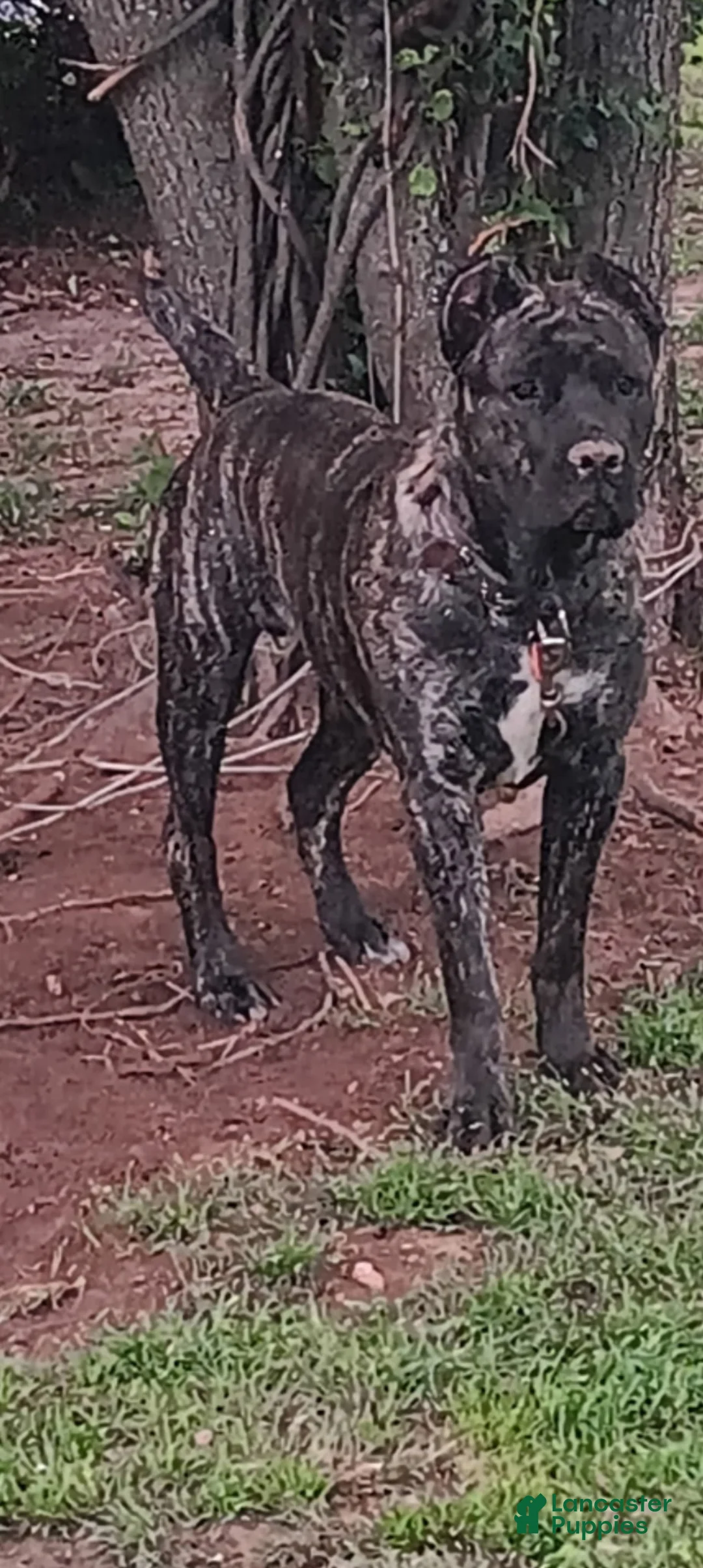 Cane Corso dogs for stud: Bear AKC Cane Corso - Ad 1