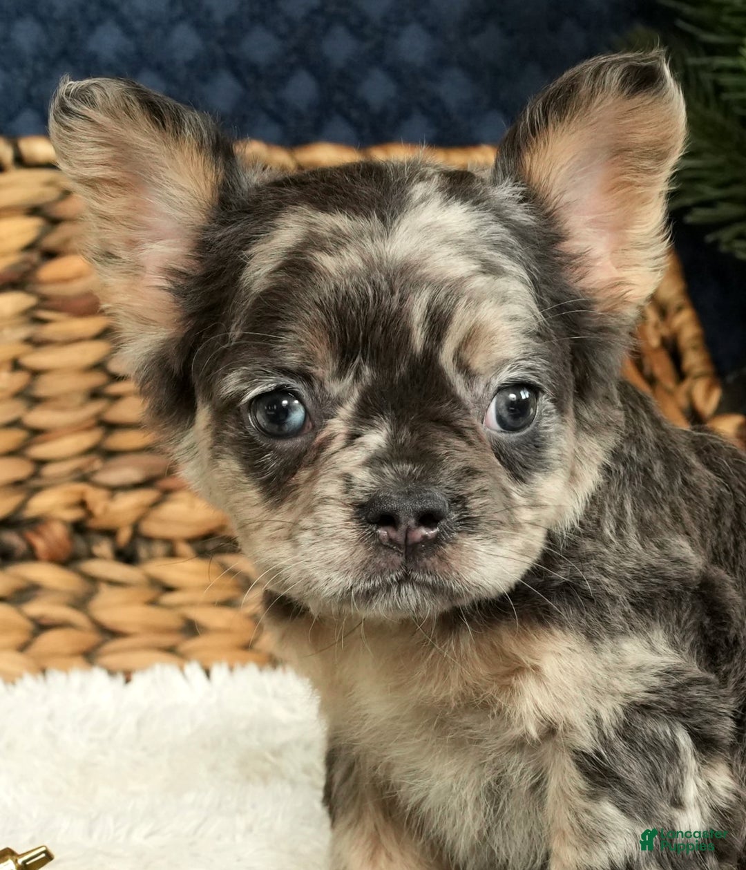 French Bulldog dogs for sale: Ashley - Ad 9