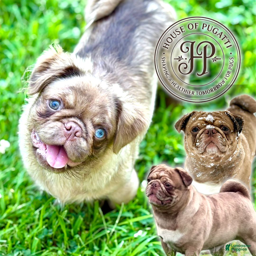 Pug Dog Welfare Pug Needs New Home £10 Donation