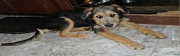 Mixed Breed dogs for sale: Dark green - Ad 3