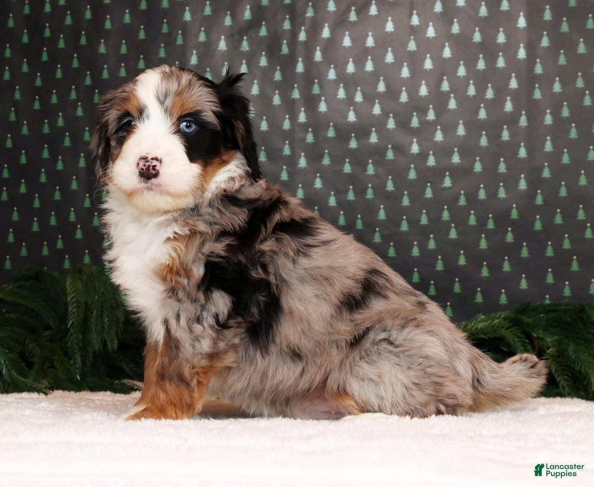 Mini Bernedoodle dogs Otis - Ad 36