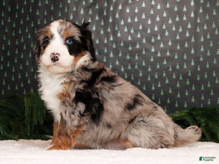 Mini Bernedoodle dogs Otis - Ad 36