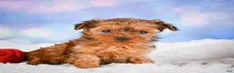 Yorkshire Terrier dogs for sale: Sarah - Ad 7