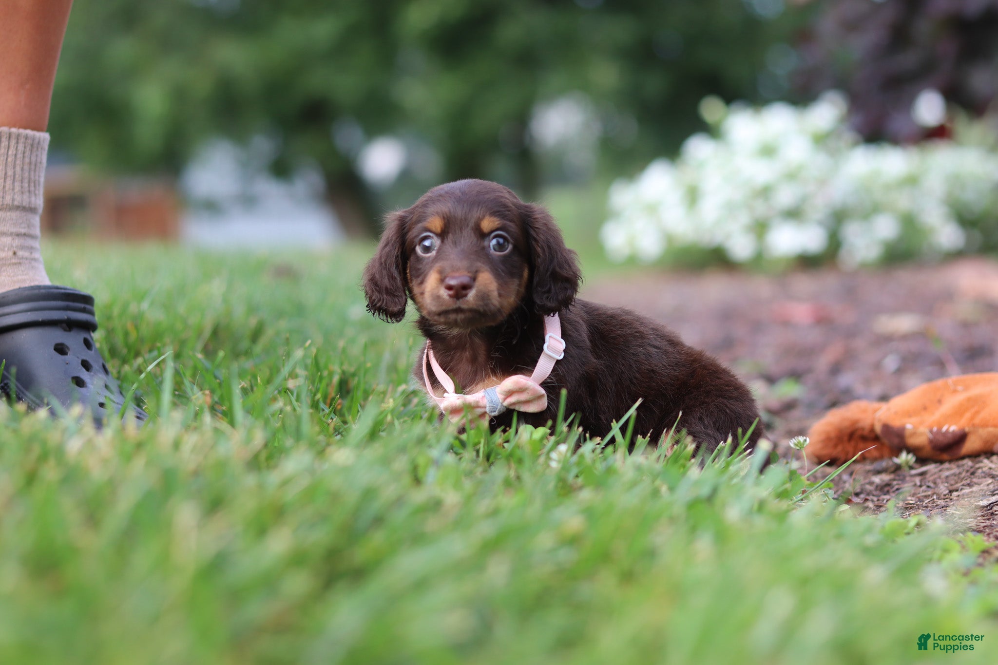 Miniature Dachshund dogs Zoey - Ad 2